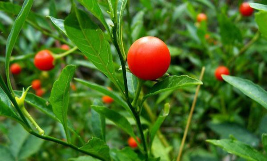 Adaptogens are like best friends "root"ing you on - Part 2