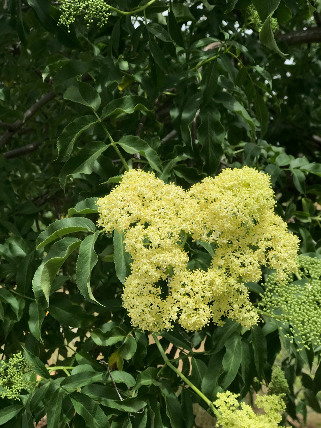 Elder Flowers and Lavender Buds - what to make with them