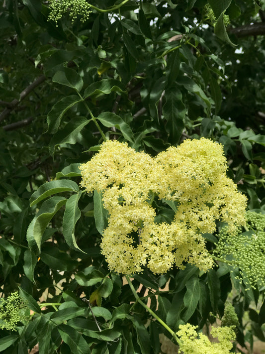 Elder Flowers and Lavender Buds - what to make with them